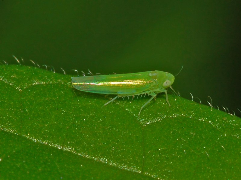 Un Cicadellide piccolissimo da identificare